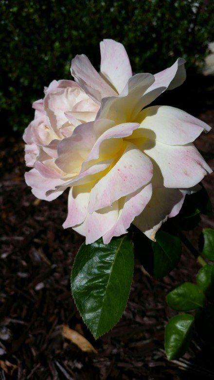 flower-photo-10-22-16