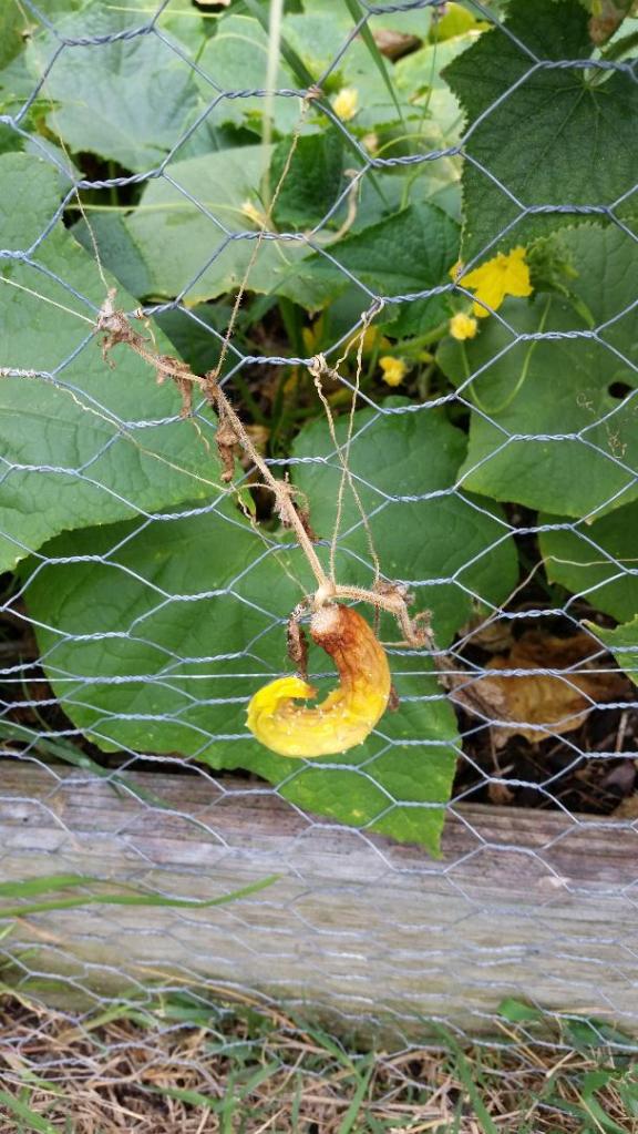 cucumber shriveled 7-23-18