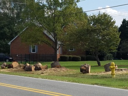 tree stumps2 10-1-18