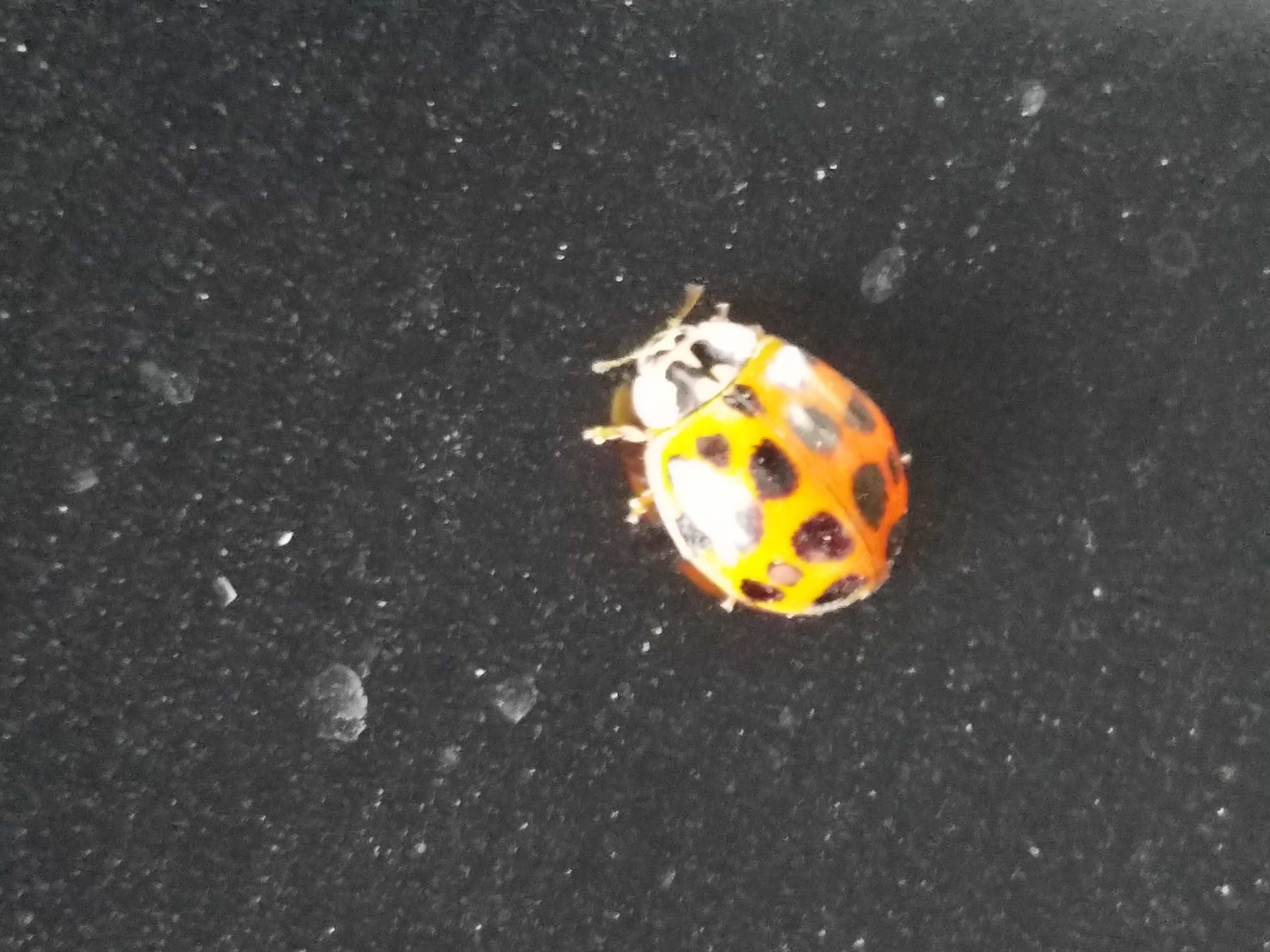 Ladybug Feb 2020