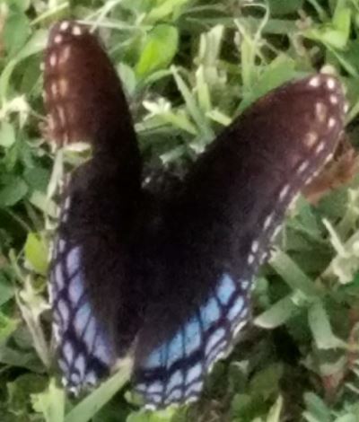 Butterfly KC 8-29-2019